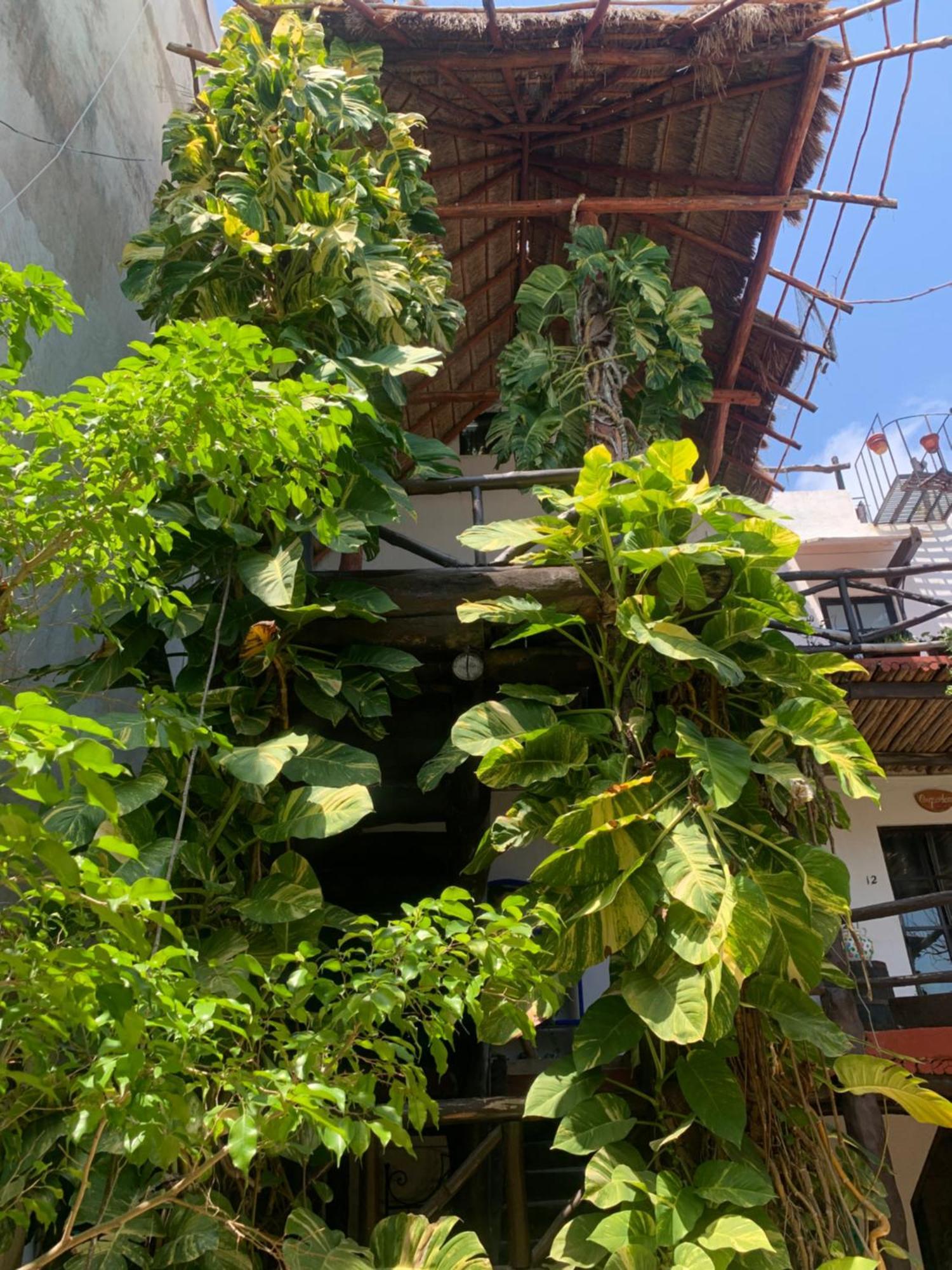 Casa Caribe קנקון מראה חיצוני תמונה A green wall in Mexico City