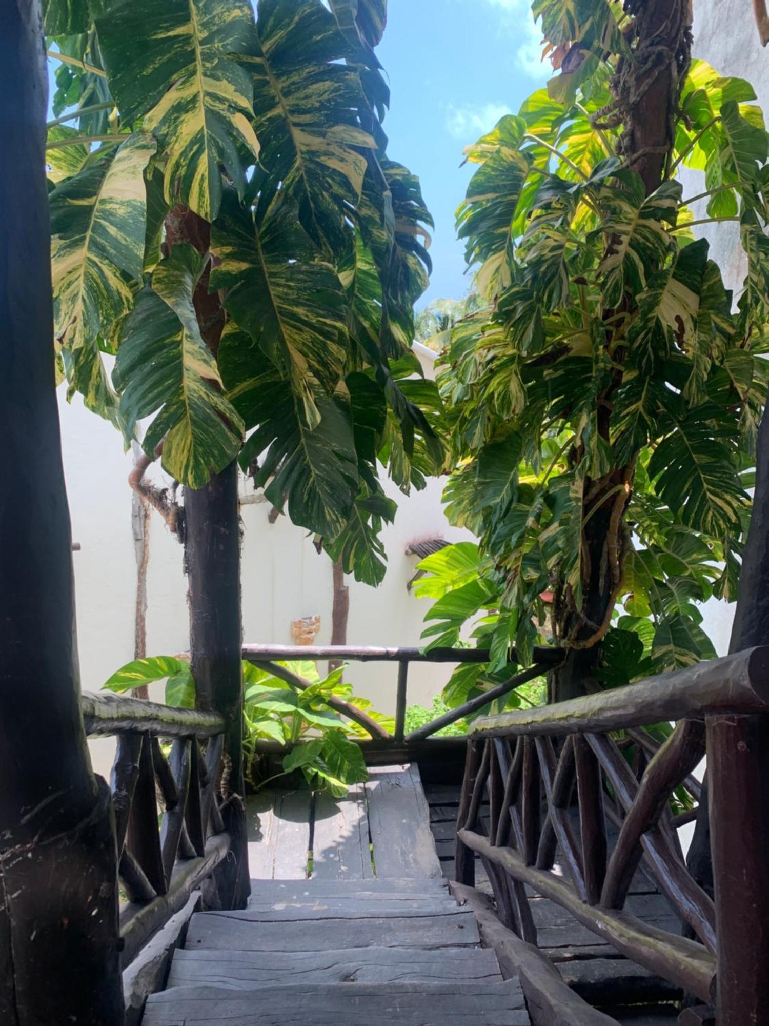 Casa Caribe קנקון מראה חיצוני תמונה A view of the garden